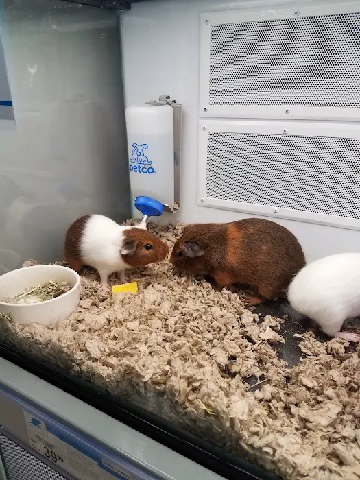 Petco Picture 3