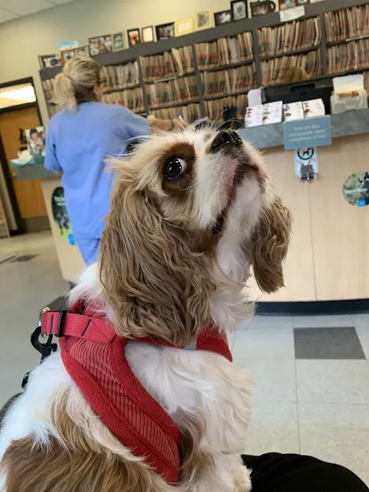 VCA Brookline Animal Hospital Picture 5