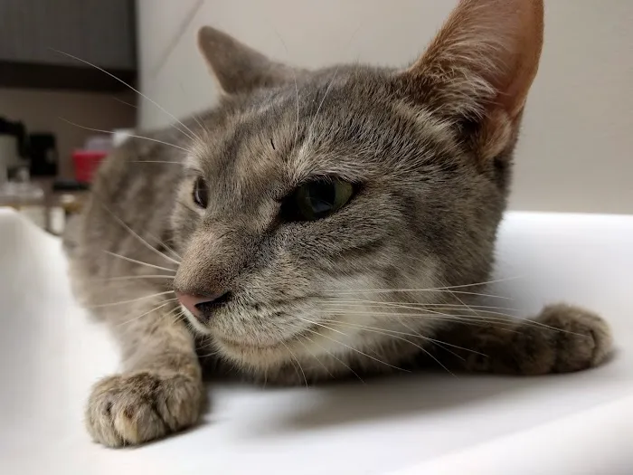 VCA Brookline Animal Hospital Picture 2