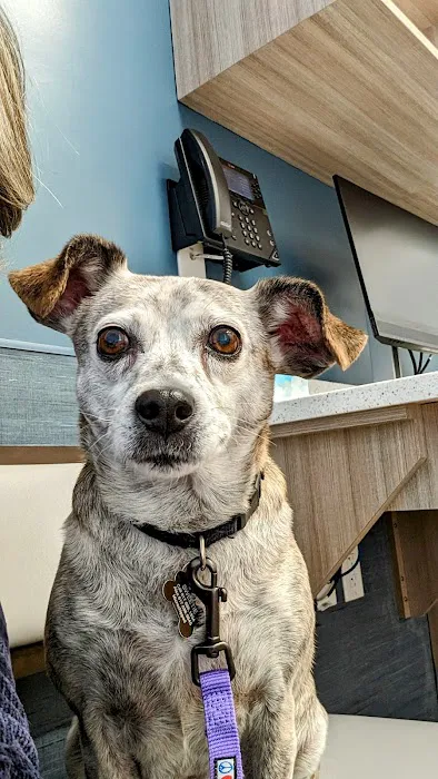 VCA Brookline Animal Hospital Picture 10