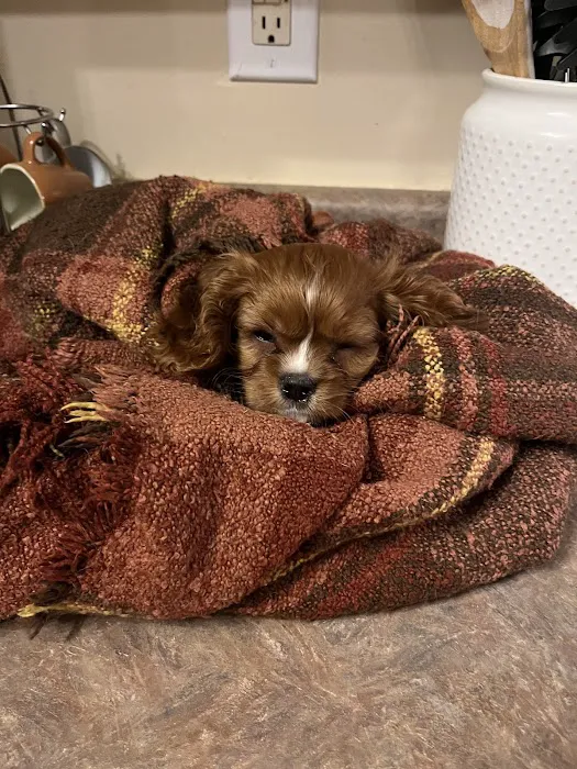 Puppygram Louisville Picture 1