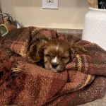 Puppygram Louisville