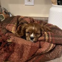 Puppygram Louisville ico