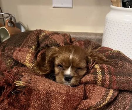 Puppygram Louisville