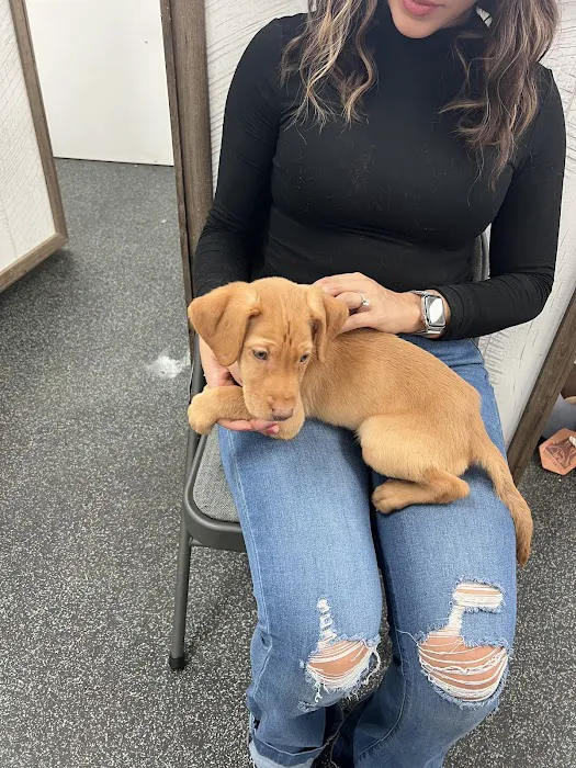 Puppygram Louisville Picture 3