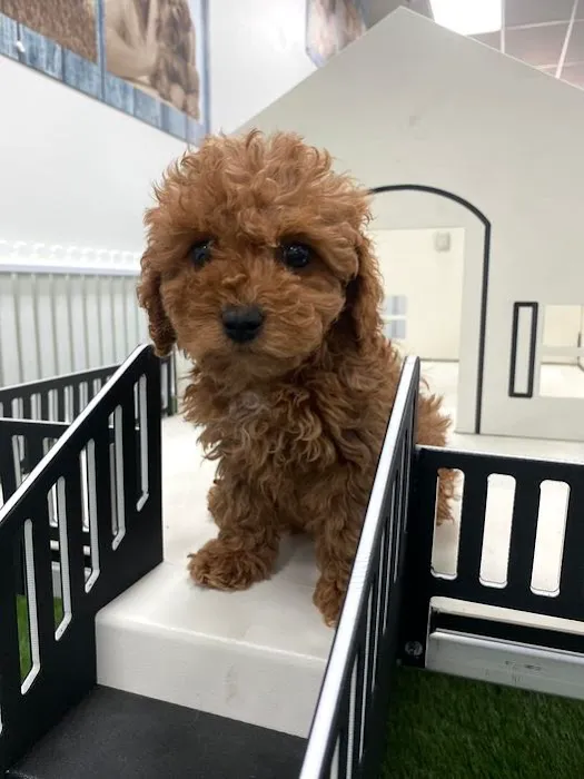 Puppygram Louisville Picture 9