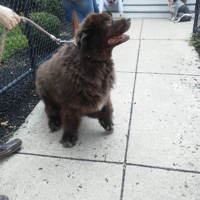 Merwin Memorial Free Clinic For Animals, Inc Picture 7