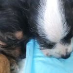 Merwin Memorial Free Clinic For Animals, Inc