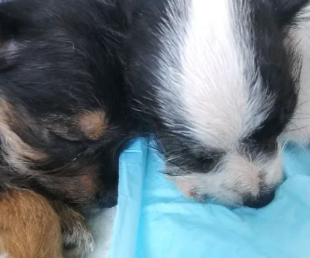 Merwin Memorial Free Clinic For Animals, Inc