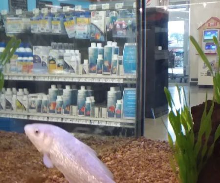 Petco