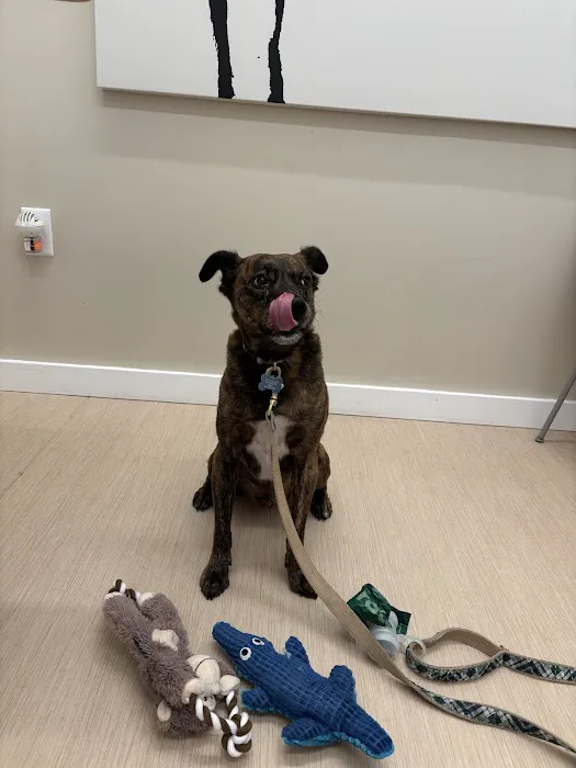 Small Door Veterinary - Brookline Picture 1