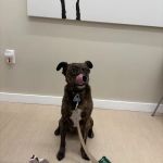 Small Door Veterinary - Brookline
