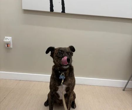 Small Door Veterinary - Brookline