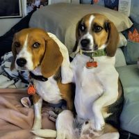 Boston Veterinary Clinic ico