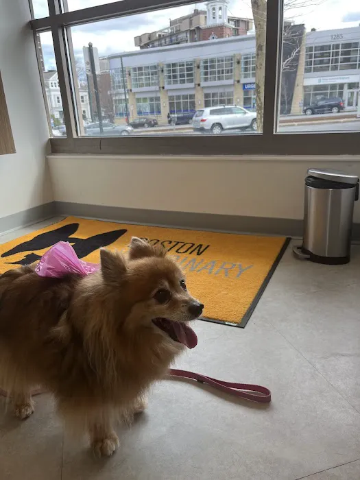 Boston Veterinary Clinic Picture 2