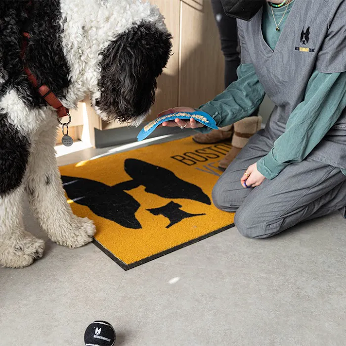 Boston Veterinary Clinic Picture 6