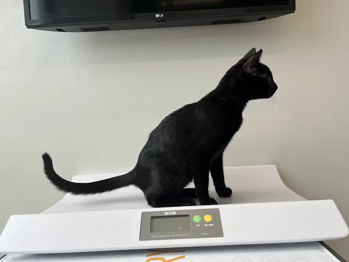 Boston Veterinary Clinic Picture 9