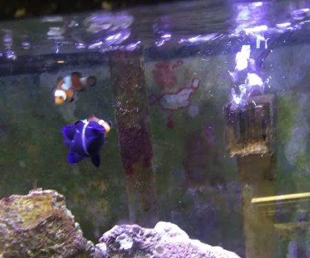 Pet's Palace