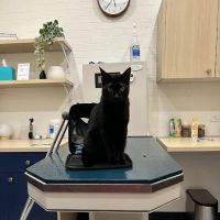 Bond Vet - Watertown ico