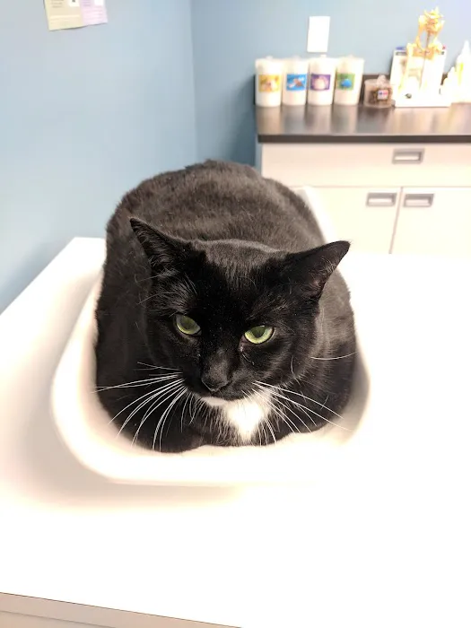 Jamaica Plain Animal Clinic Picture 1