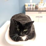 Jamaica Plain Animal Clinic