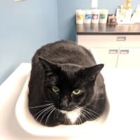 Jamaica Plain Animal Clinic ico