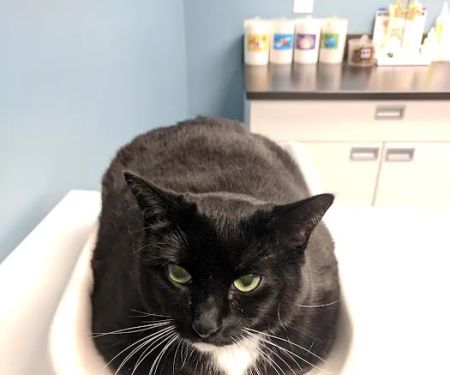 Jamaica Plain Animal Clinic