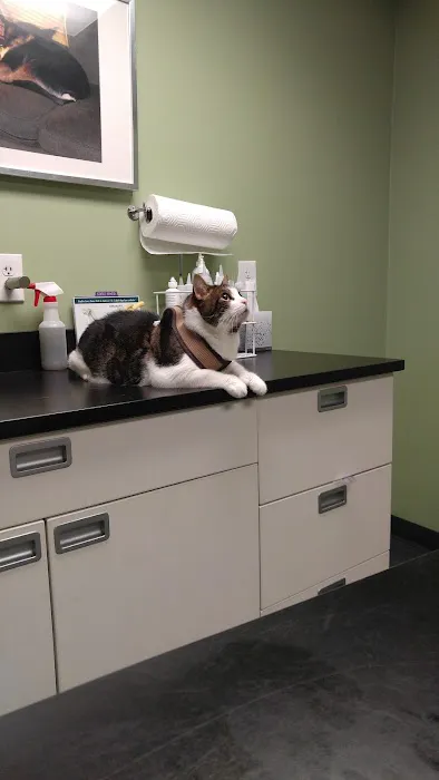 Jamaica Plain Animal Clinic Picture 7
