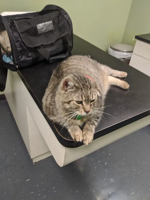 Jamaica Plain Animal Clinic Picture 6