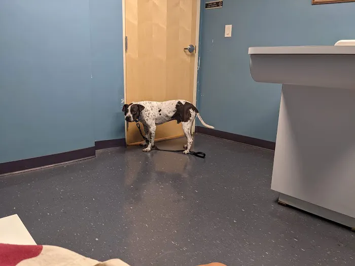 Jamaica Plain Animal Clinic Picture 3