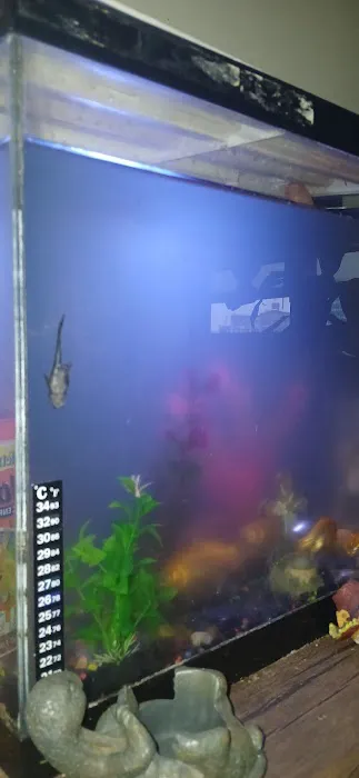 Aquarium Guy LLC Picture 10