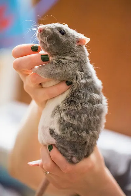 Angell Animal Medical Center Picture 5