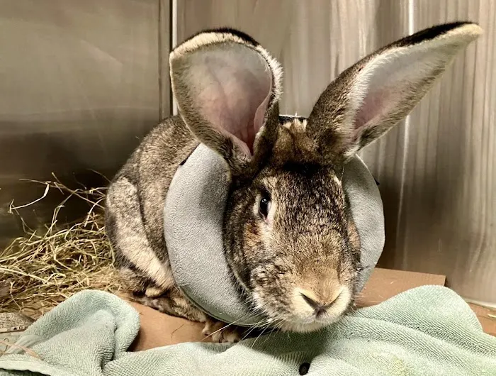 Angell Animal Medical Center Picture 2