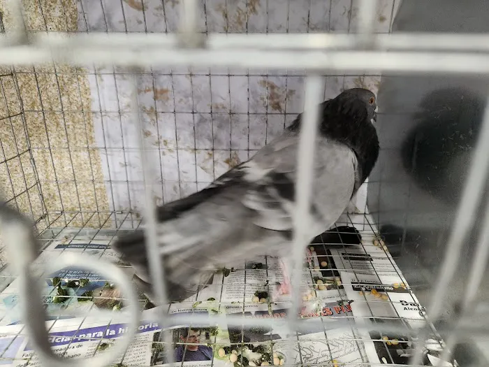 Soria Petshop Picture 2