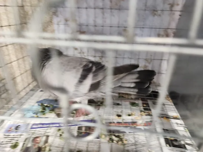 Soria Petshop Picture 5