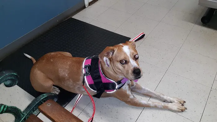 Emmerson Animal Hospital Picture 2