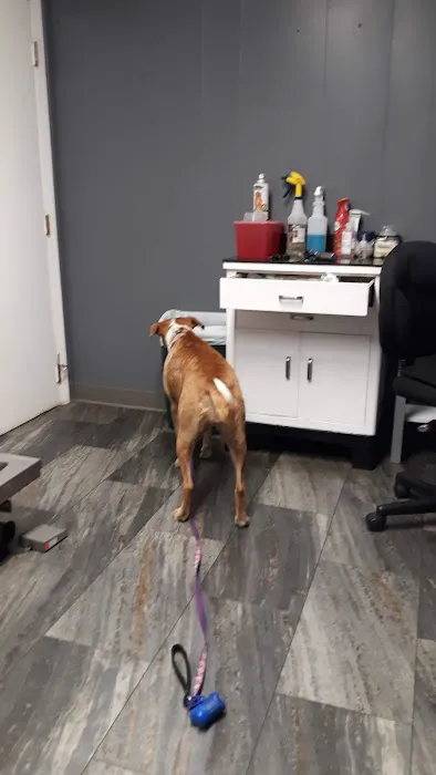 Emmerson Animal Hospital Picture 6