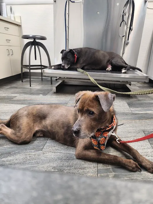 Emmerson Animal Hospital Picture 3