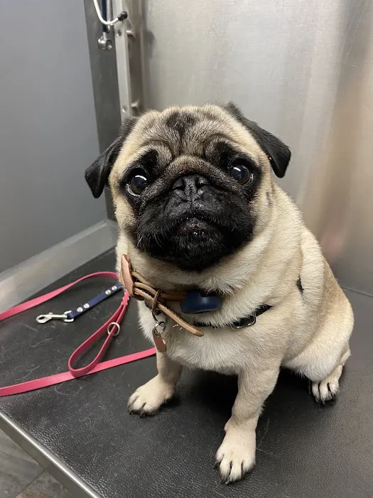 Emmerson Animal Hospital Picture 10