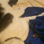 Dorchester Pet Clinic
