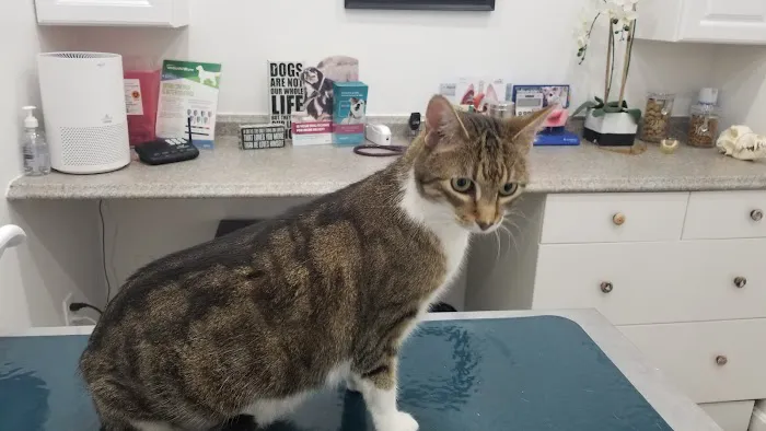 Pet Haven Animal Hospital Picture 1