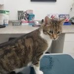 Pet Haven Animal Hospital