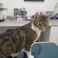 Pet Haven Animal Hospital ico