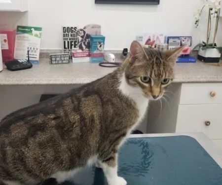 Pet Haven Animal Hospital