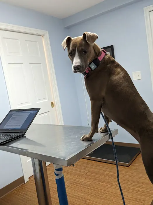 Cushing Square Veterinary Clinic Picture 1