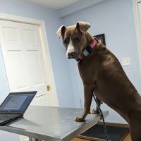 Cushing Square Veterinary Clinic ico