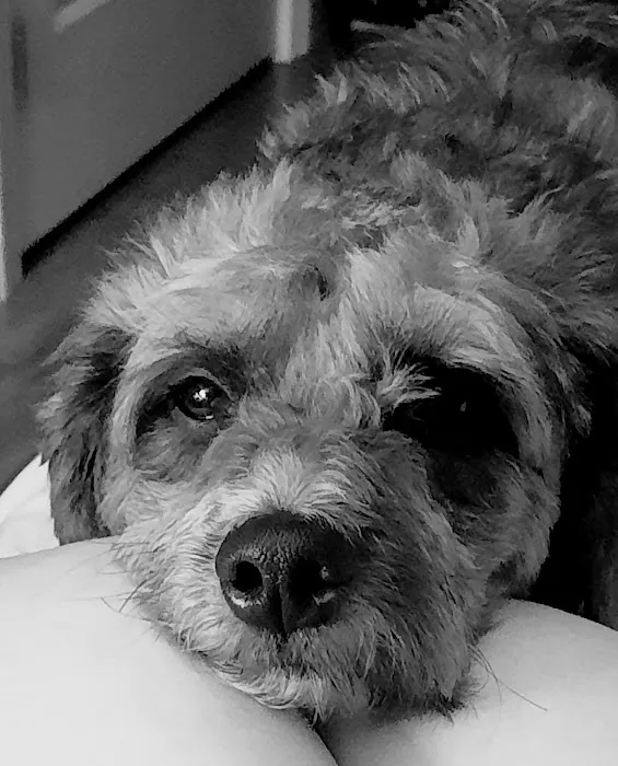 Banfield Pet Hospital Picture 4