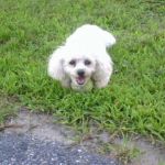 Merrimack Animal Hospital