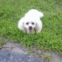 Merrimack Animal Hospital ico