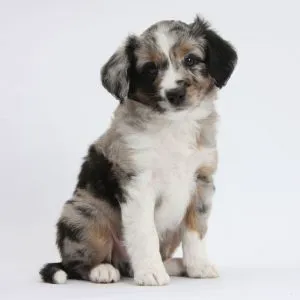 Hope For Pets Picture 1